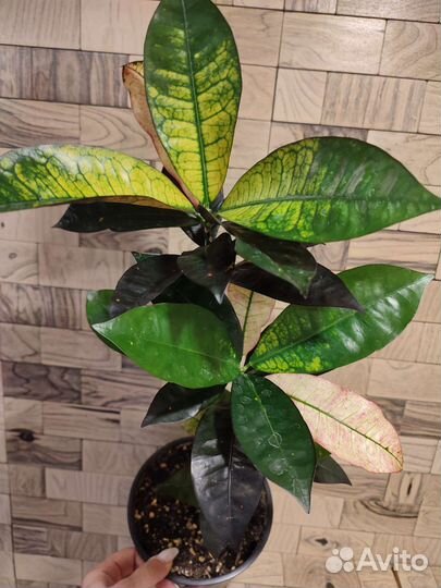 Кротон миссис айстон