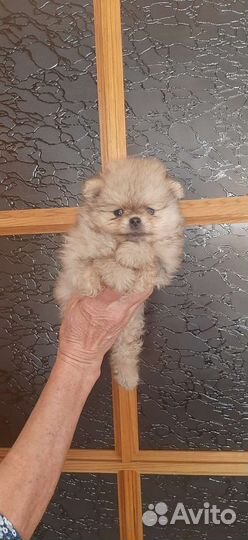 Щенки померанского шпица с документами