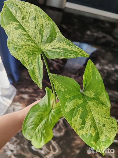 Сингониумы сортовые