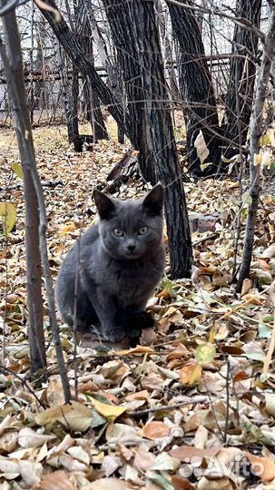 Славные котята в добрые руки