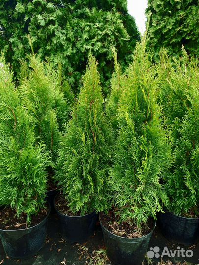 Туя Смарагд 100-120см