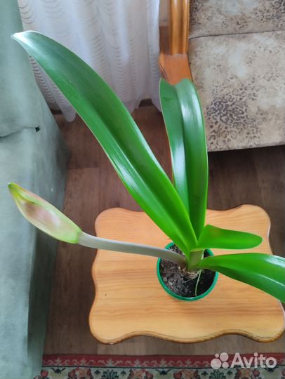 Гиппеаструм