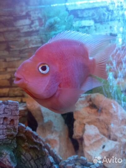 Аквариумные рыбы попугай