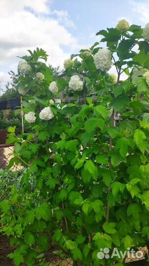 Калина бульденеж