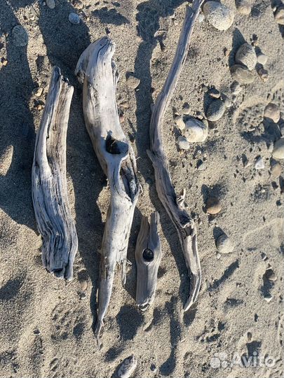 Коряги дрифтвуд