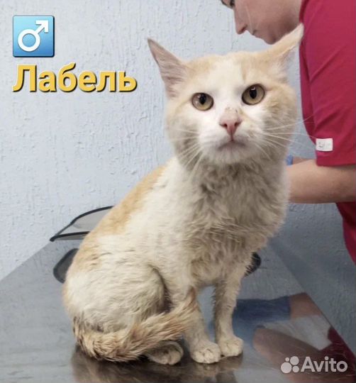 Кошки и коты с Домбасса бывшедомашние