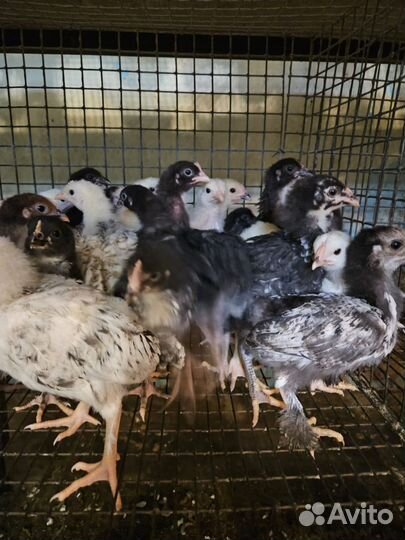 Цыплята суточные и подрощенные