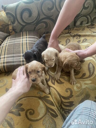 Щенки русского охотничего спаниеля