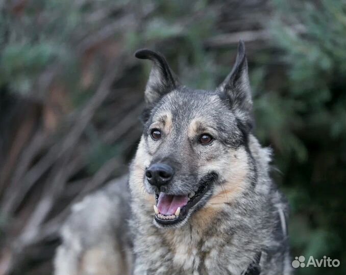 Ласковый, общительный Поль ищет дом