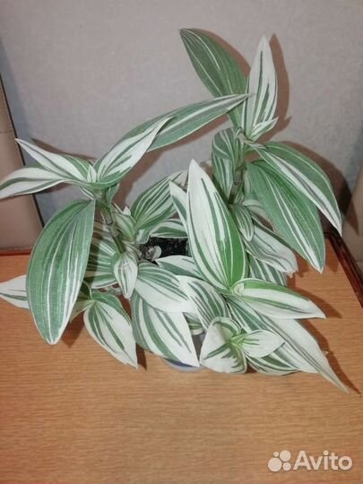 Традесканция белоцветковая и зебрина