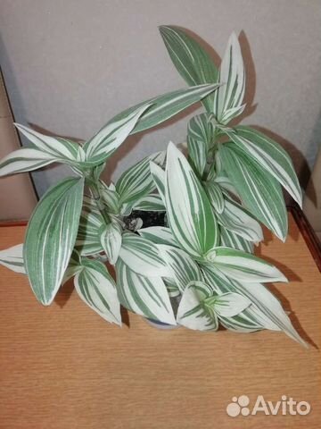 Традесканция белоцветковая и зебрина