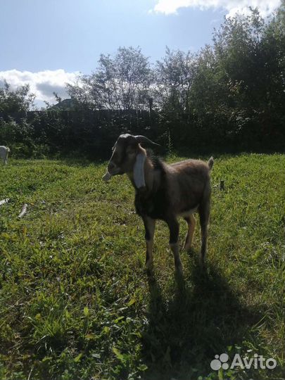 Нубийские козы