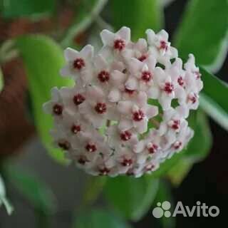 Хойя карноза