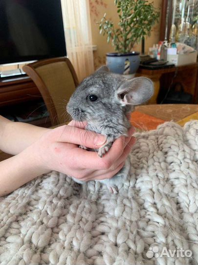 Шиншиллята