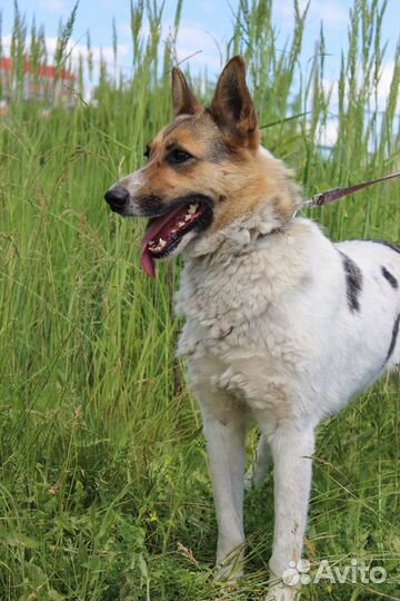 Собака Галочка