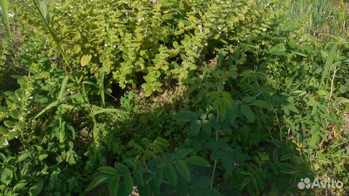 Мелисса лимонная