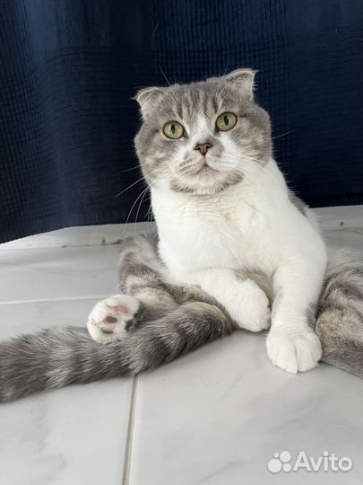 Кошки бесплатно