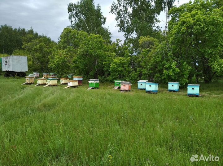 Мëд, мед