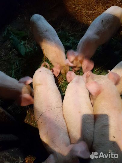Поросенок ландрас, дюрок