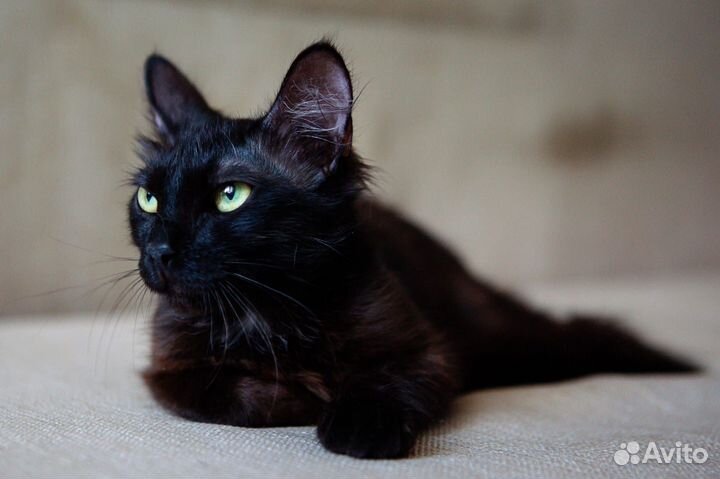 Черный пушистый котенок в дар