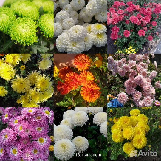 Хризантемы