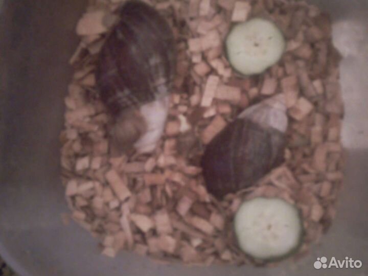 Улитки ахатины