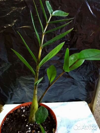 Аихризон дерево любви Замиокулькас долларовое дере