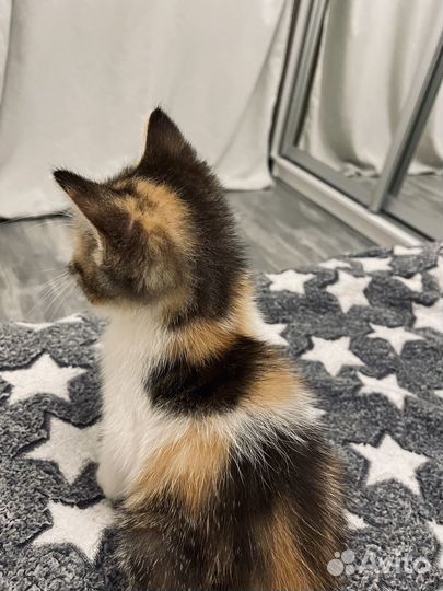 Котята трехцветные в добрые руки