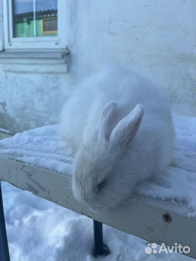 Декоративные кролики