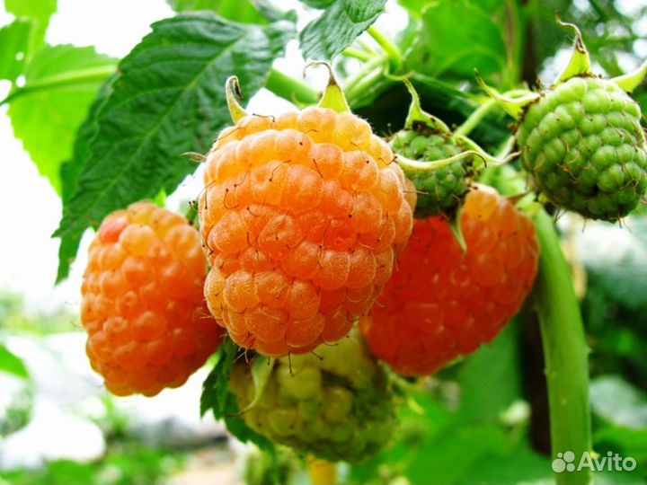 Малина желтая ремонтантная