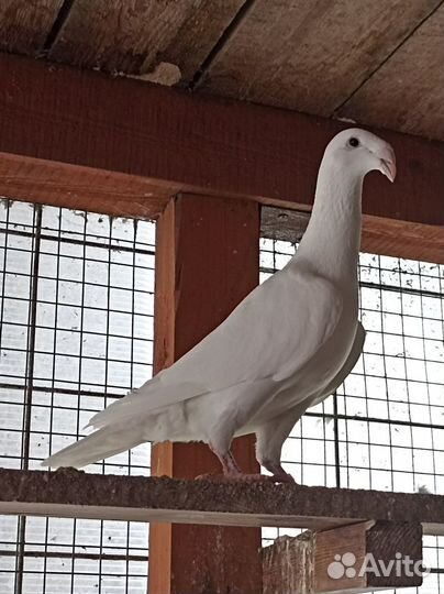Голуби почтовые, русские