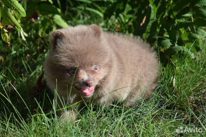 Померанский шпиц лиловая