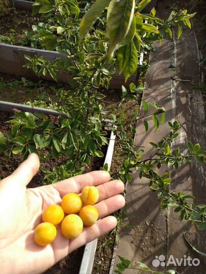 Ягодные кустарники