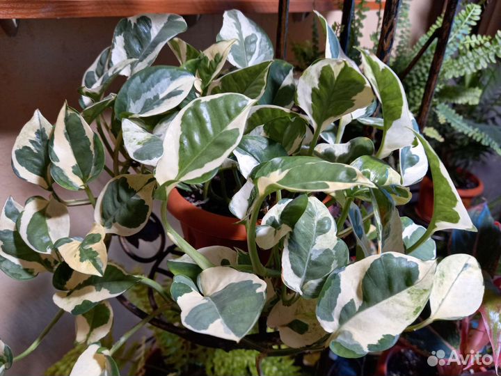 Сциндапсус,Филод-н Голди Лок, Хлорофитум