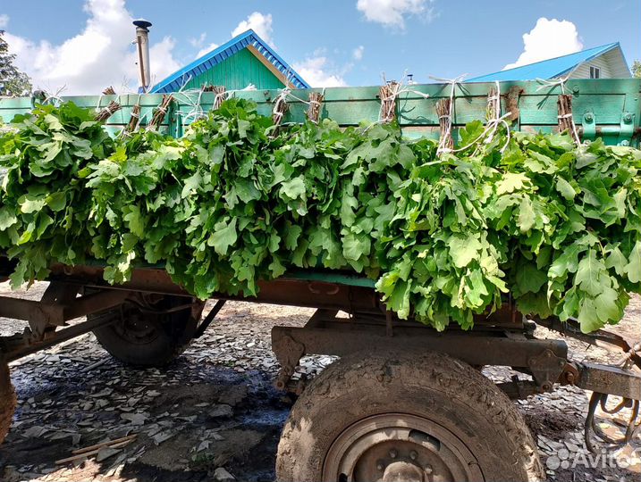 Веники дубовые, берёзовые