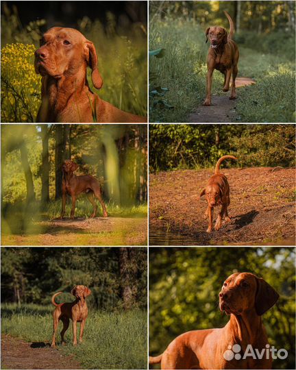 Фотограф анималист