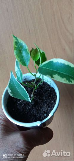 Пеларгонии