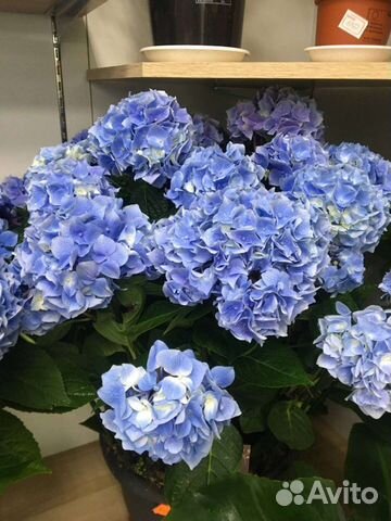 Гортензия комнатная купить в Перми | Товары для дома и дачи | Авито