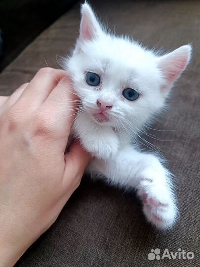 Котёнок девочка