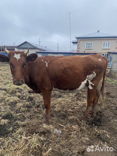 Айширские телки полуторагодовалые