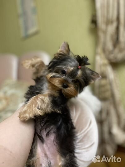 Кукольный мини мальчик йорк