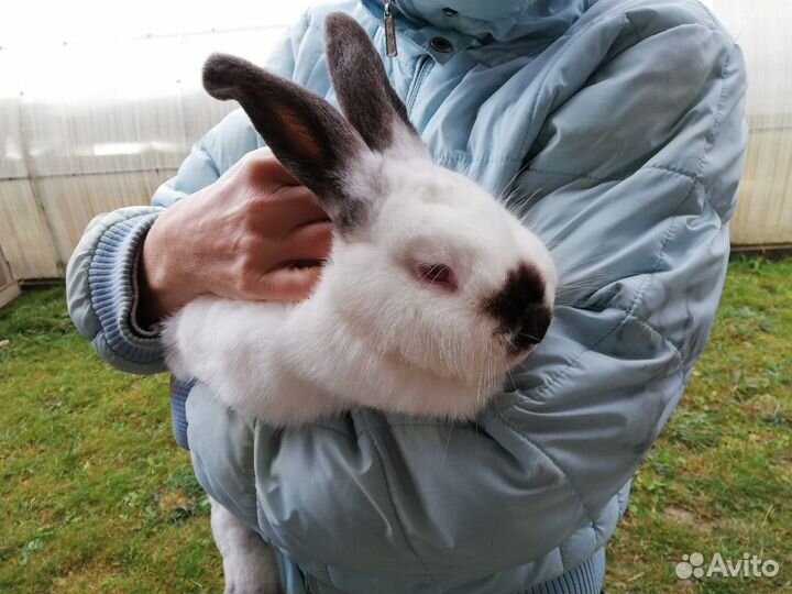Крольчиха, крол Калифорнийская порода