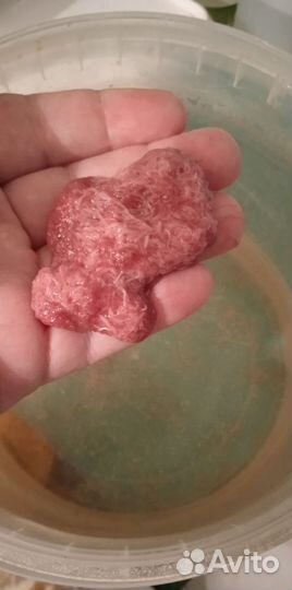 Израильский трубочник Изя и аулофорус