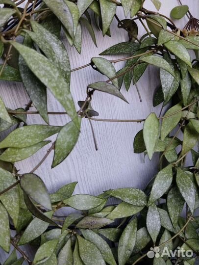 Хойя Parviflora Splash