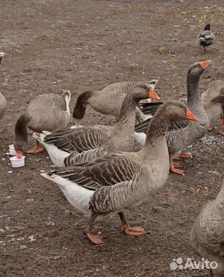 Крупный серый гусь