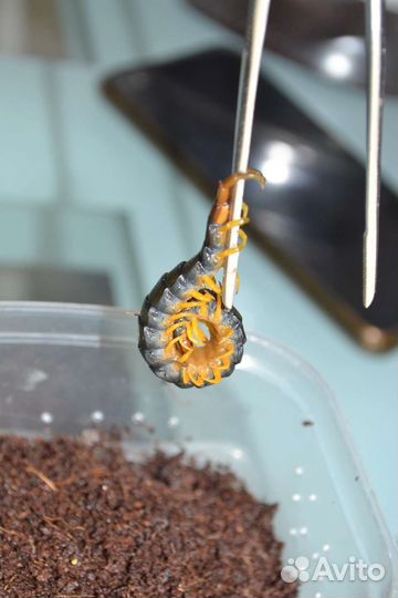Сколопендра. Scolopendra cingulata