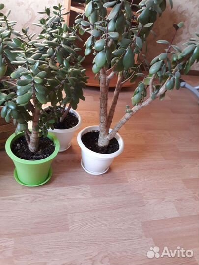 Комнатные цветы