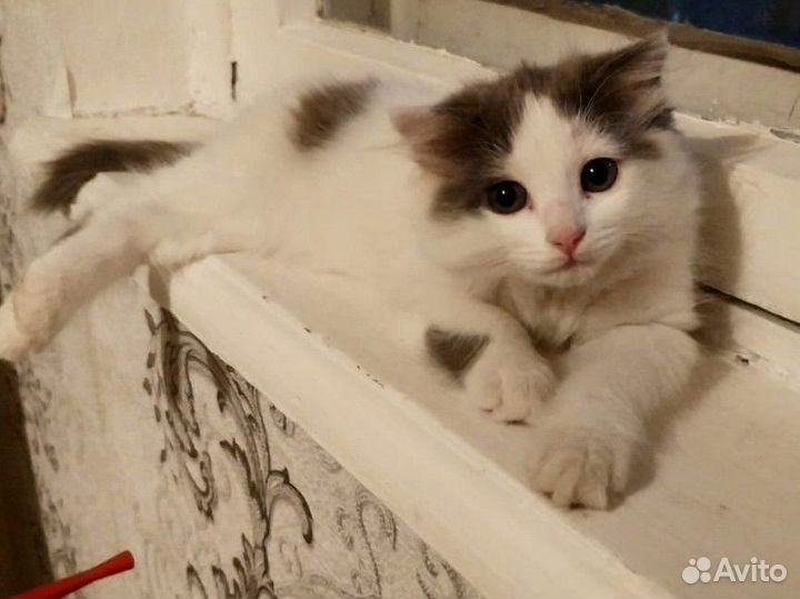 Котята (девочки) в добрые руки