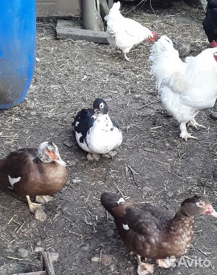 Продам индоутаков