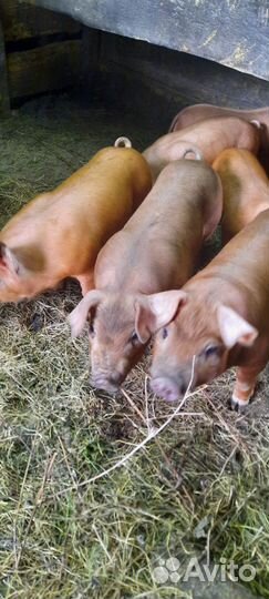 Поросята кантор